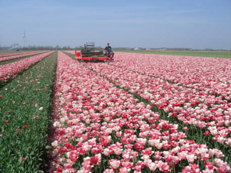 Topping Tulip Hemisphere